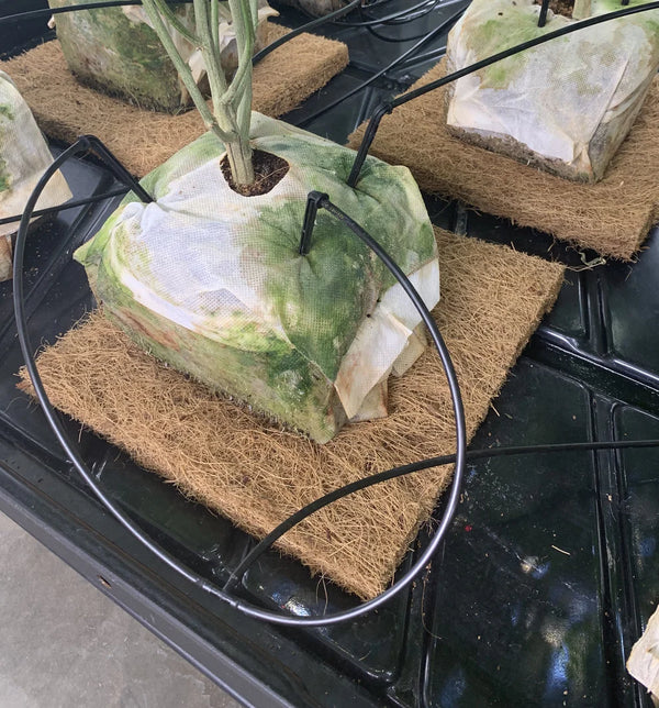 GroMat 8"x8"x1" coco grow mat