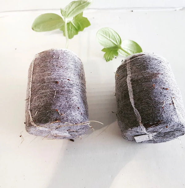 Pure Rooters : 30MM Coco Plugs/Pellets