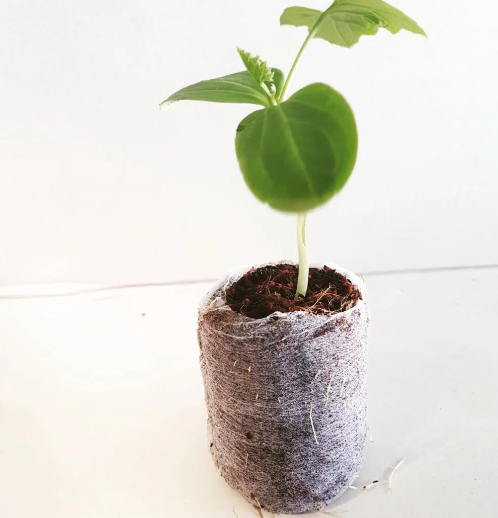 Pure Rooters - 42MM Coco Plugs/Pellets