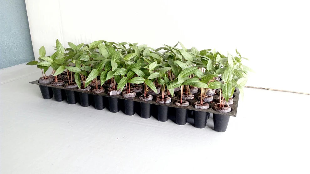 Pure Rooters - 42MM Coco Plugs/Pellets